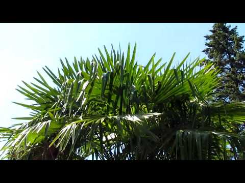 , title : 'Пальма Трахикарпус/Palm Trachicarpus.уличное и комнатное растение'