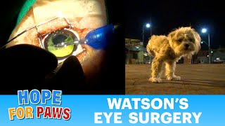 Watson&#39;s eye surgery: Dog Cataract Surgery (no blood) - Please share.