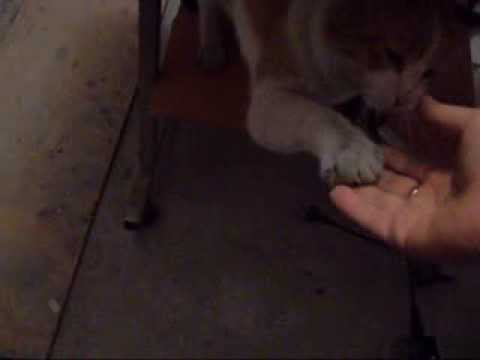 Кот Дыжик даёт лапу