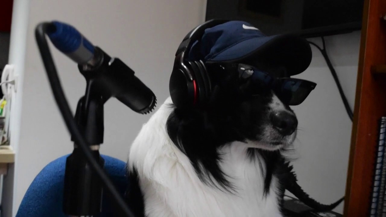 Dog Mannequin Challenge - Trey the border