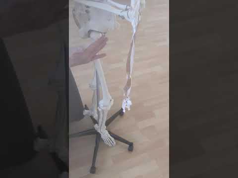 Overview of muscles of the lower extremities