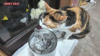 三毛猫フミちゃん  LIVE配信 #2  2026年8月15日　calico cat　(LIVE stream)