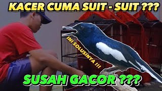 Download lagu cara mengatasi kacer cuma bunyi suit - suit cier - cier | jangan sampai salah rawat‼️ mp3