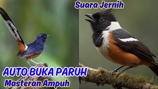 Download lagu Masteran Suara Burung Murai Bikin EMosi mp3 Download lagu Masteran Suara Burung Murai Bikin EMosi mp3