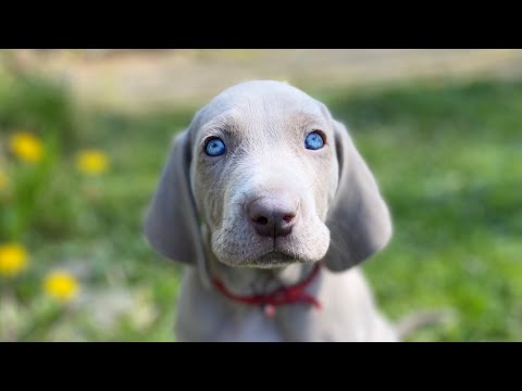 Die Weimaraner Welpen - Portrait "Schmidt"