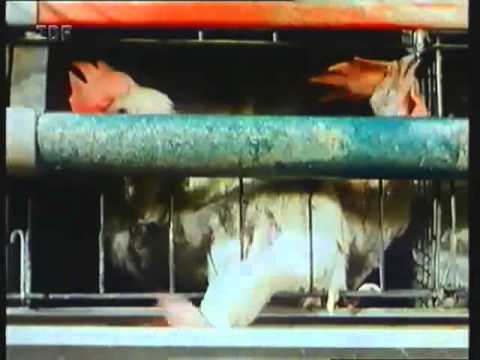 Mittendrin 22 zwischen den Kühen - Umweltmagazin mit Peter Lustig