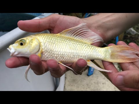 Platinum butterfly Koi Almost got eaten by CA$H