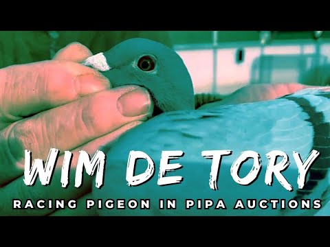 Win De Tory Racing Pigeon For Sale In Pipa Pigeons Paradise Auction