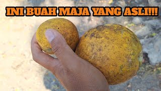 Download lagu BUAH YANG JADI SIMBOL KERAJAAN MAJAPAHIT - Mencoba Buah Maja mp3