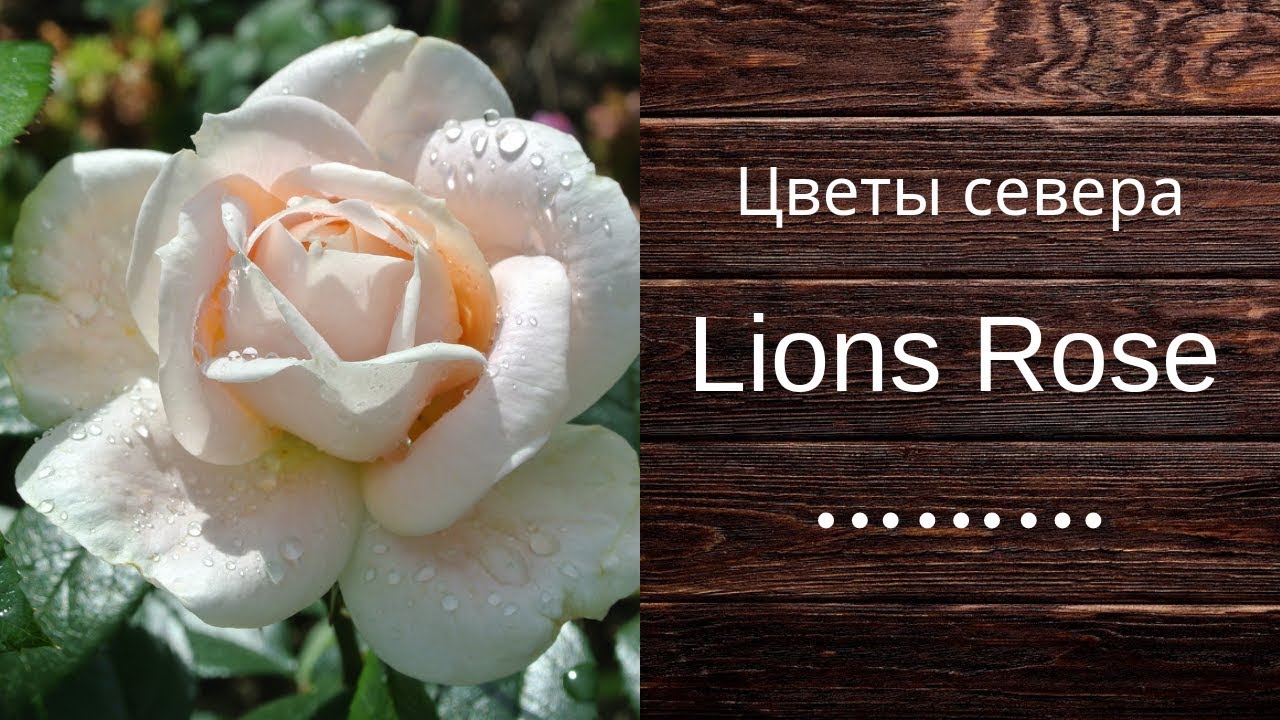 Лионс роза. Самая устойчивая по здоровью.