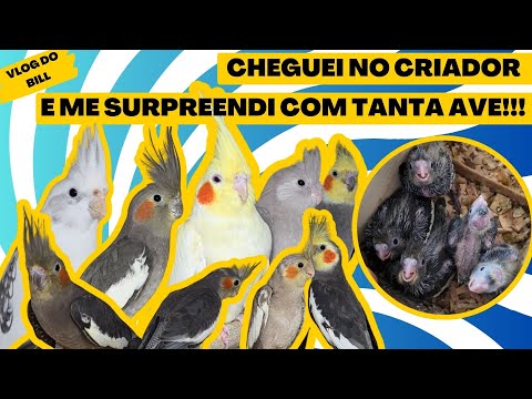 What a pleasant surprise!!! This creator creates so much!!!