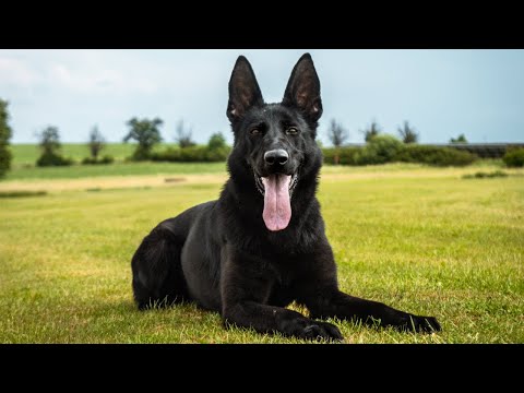 Aila Canido perfect - 6/2024