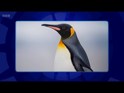 Only Connect - Series 21 - Episode 24