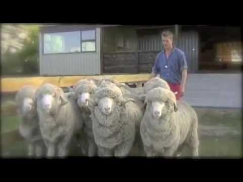 , title : 'SmartWool - Merino Sheep'