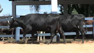 Vídeo 158 - 1ª ETAPA MEGA LIQUIDAÇÃO TOTAL AGROPECUÁRIA MARAJOARA - DIA 4 | GADO GIROLANDO E HOLANDÊS