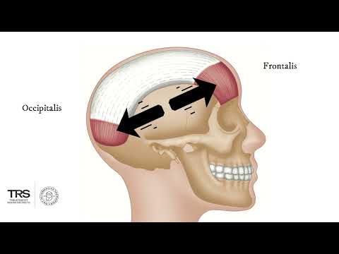 Occipital Muscles - Trigger Point Anatomy