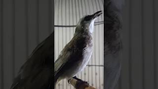 Download lagu suara burung trucukan ngriwik ampuh buat pancingan trucuk bahan yang gk bunyi  agar rajin bunyi mp3