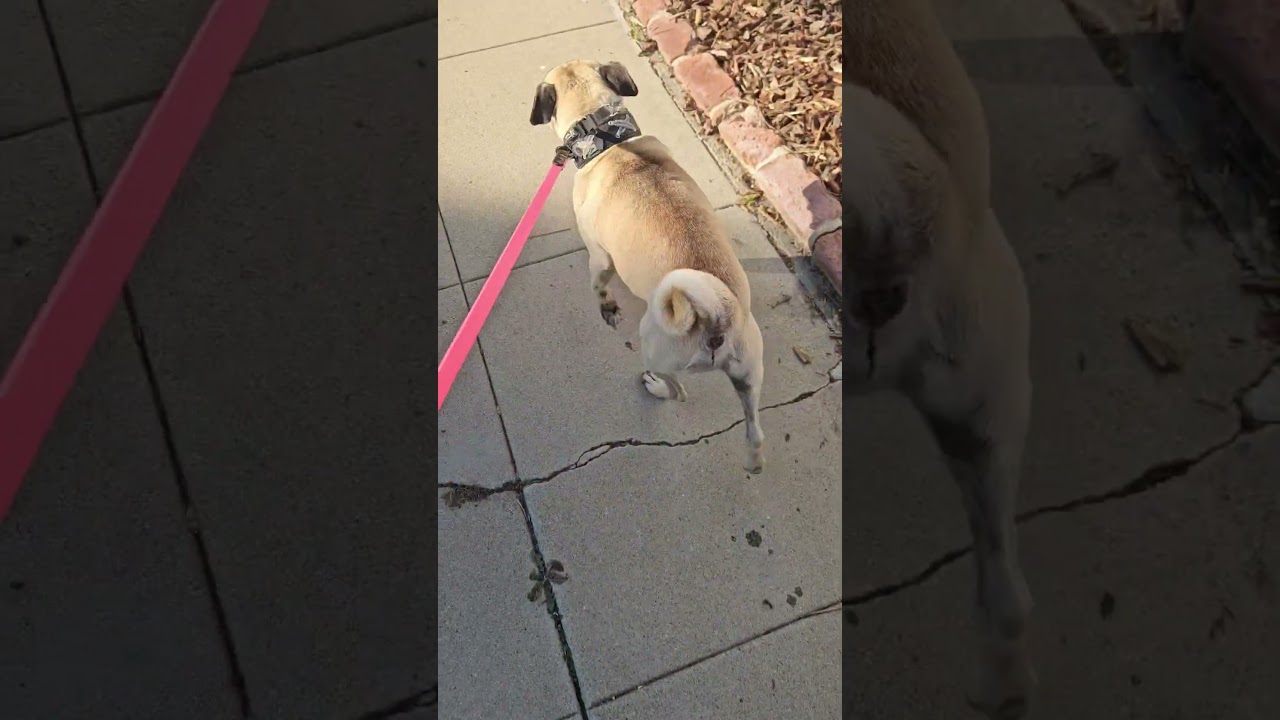 Enlarge Champ playful #pug, an adopted Pug in Palos Verdes Estates, CA video 5/5