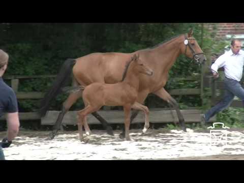 SE002 Hengstfohlen von Casall - Quidam de Revel - Corrado I