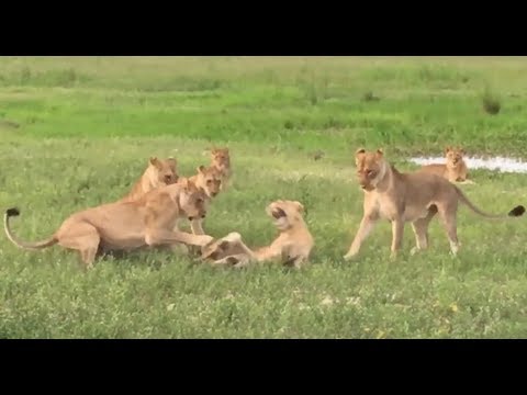 Lion Fight ! 15 strong Lioness Pride Attacks Intruder Lion !