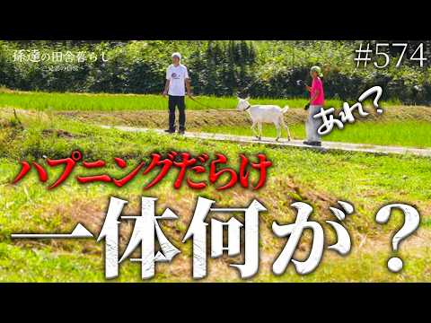 賢いヤギは幸せなのでしょうか?