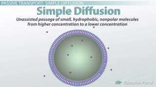 Passive Transport in Cells: Simple and Facilitated Diffusion and Osmosis