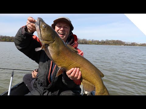 BIG FIGHT Big Channel Catfish
