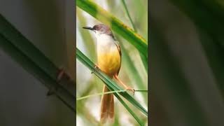 Download lagu Ciblek Tebu Gacor di alamnya #shorts mp3