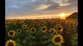 ЛУЧШИЕ ПЕСНИ С ЛЕТНИМ ВАЙБОМ 🎧☀️