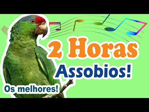 2 horas cantos para treinar papagaio - treinamento de canto diverso para papagaios