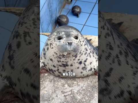 The Kind and Intelligent Seal #animals #cute #viral #shorts