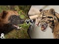 Wolverine VS Clouded Leopard - Which Is The Toughest?