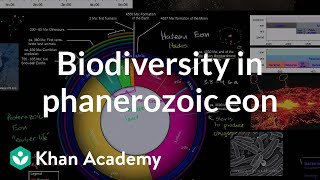 Biodiversity Flourishes in Phanerozoic Eon