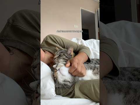 How do you start your day? #healing #purring #cats #cuddlycats #pets