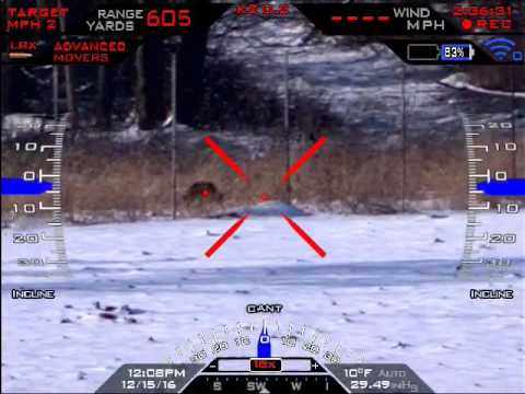 600 yard Coyote - Tracking Point 300 Win Mag