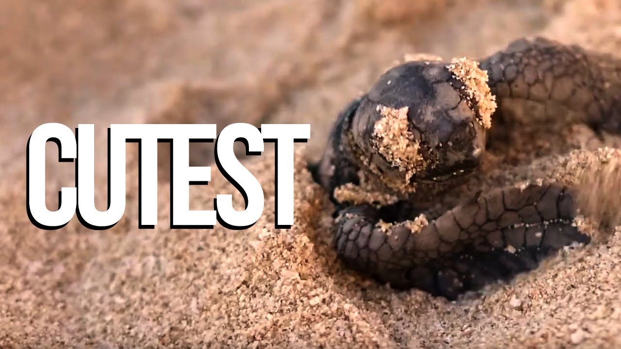 Baby Loggerhead Turtle