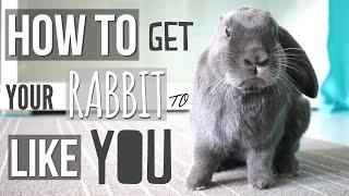 How To Get Your Rabbit To Like You