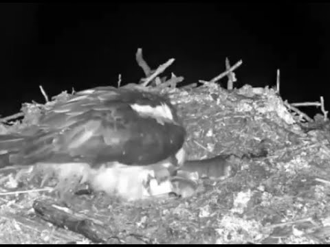 Slo-mo: Hatching in process: First look at the newest Loch Arkaig Osplet half out the egg 3 Jun 2020