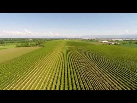 Pighin - Wineries in Friuli