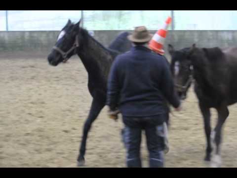 Bodenarbeit mit 2 Jährigen Cordynox, Lugato,Los Angeles,