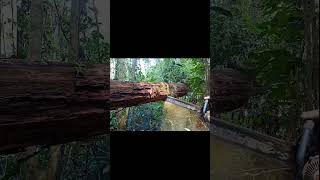 Download lagu POTONG KAYU ULIN POSISI GANTUNG mp3