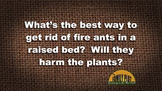 Q&A –Best way to get rid of fire ants in raised beds?
