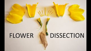 Download lagu Daffodil Flower Dissection mp3