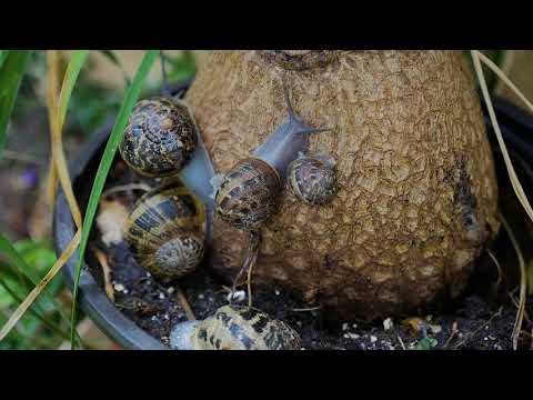 Wonderful Planet Earth: Beautiful Animal - Calming Music for Relaxation