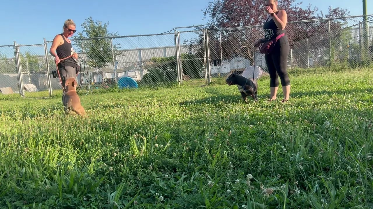 Acrobat's Leash Test 2