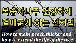 복숭아나무 건강하고 열매굵게 하는 전지법 The whole technique to make peach tre…