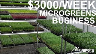 microgreens business selling $3000 per week to restaurants