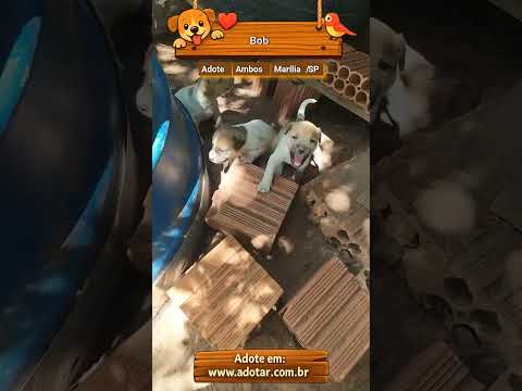 Vídeo de Bob