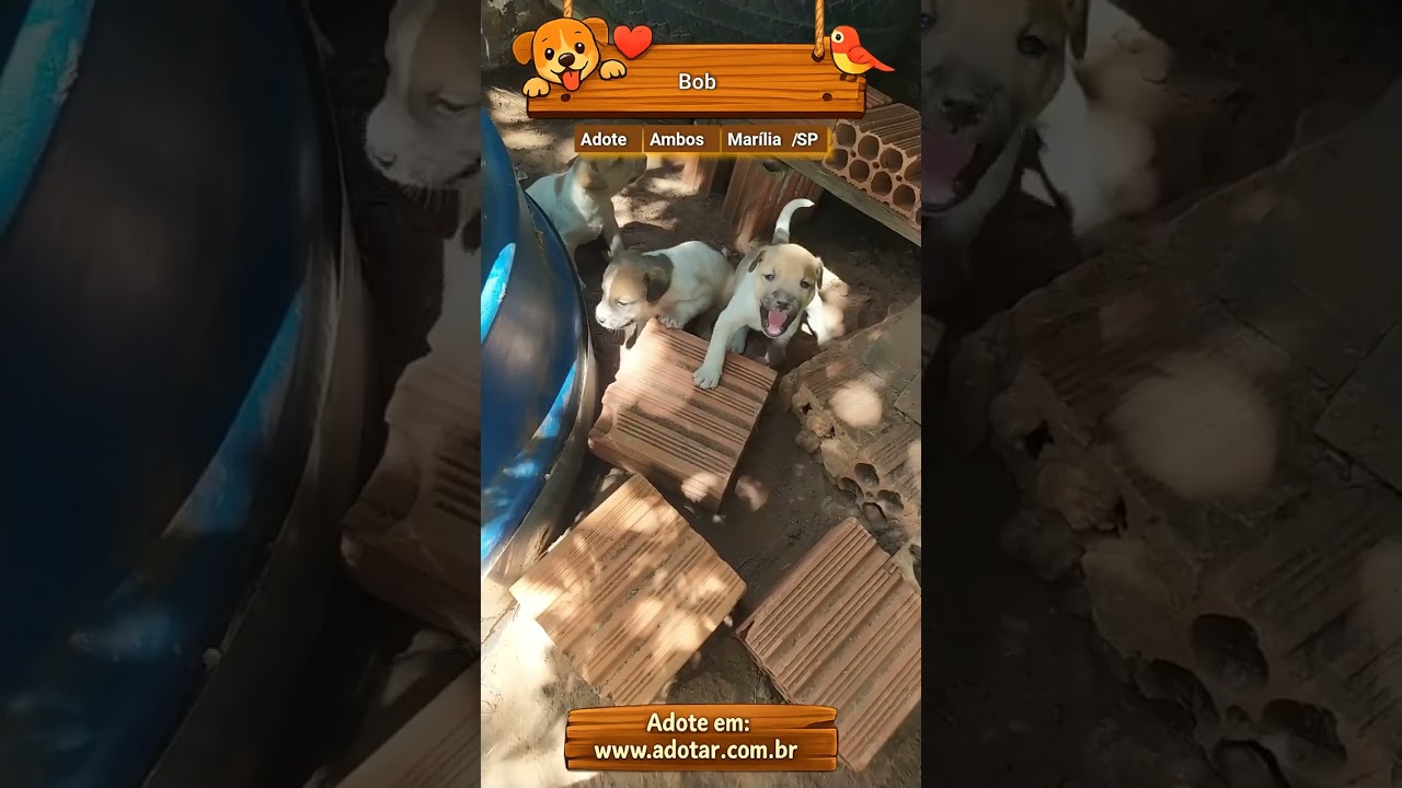Cachorro raça SRD-ViraLata idade Abaixo de 2 meses nome Bob