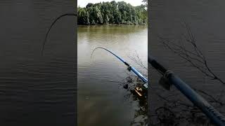 Download lagu Seru... Lempar Langsung Strike. Sensasi Strike Kakap Pakai Tegek. Mancing Muara mp3